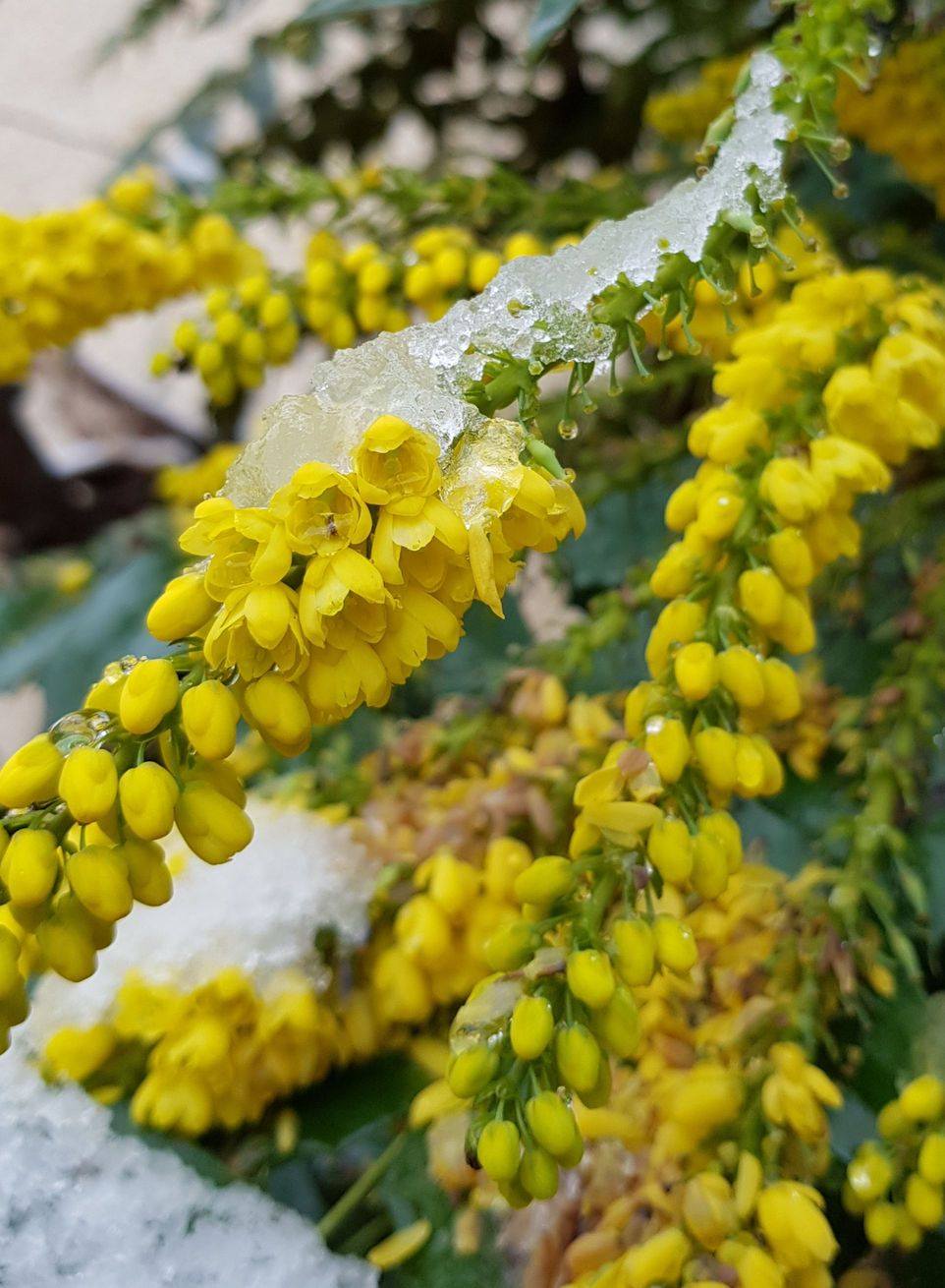 INTÉRÊT MELLIFÈRE

La plupart des ouvrages présentent la floraison du mahonia en mars/avril. Dans mon jardin (Albi) la floraison est en décembre et janvier, ce qui en fait un arbuste intéressant pour nourrir les insectes à une période où c’est plutôt la disette.